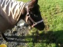 Pixie meeting ponies