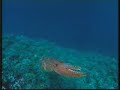 The miracles of the deep 3