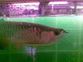 Iman's,arowana,