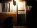 funny false dog