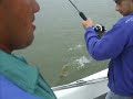 dorado en ita ibate