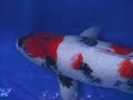 61cm Beppu Showa 3 years old female Champion Nishikigoi www.champkoi.com