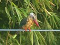 leucistic Stork-billed Kingfisher
