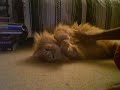 oj stretches