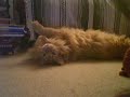 oj stretches