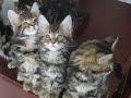 Verismo Rheingold x Kenny Litter 2
