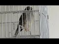 Pascalh74 - bluegloster.mp4
