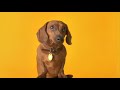 Pedigree Commercial - Anti-Dachshunds Pedigree Commercial - Anti-Dachshunds