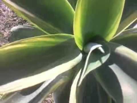 Agave attenuata 'Boutins Blue' rare variegated mutation