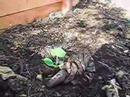 Growing garden soil pt. 2 Growing garden soil pt. 2