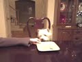 Westie - Stella's Steak Night 1