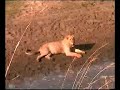 Tanzania - Katavi National Parc