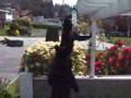 Three Bears in North Vancouver (Cleaner Version w/ Sound)