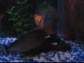 RCR Red Bellies Feeding RCR Red Bellies Feeding
