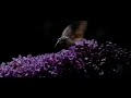 Kolibrievlinder 1 - Macroglossum stellatarum - 600fps Kolibrievlinder 1 - Macroglossum stellatarum - 600fps