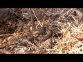 Britain in COLD BLOOD - The Adder (vipera berus)