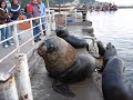 Sea Lions in Concepcion, Chile