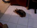 Toto chasing optimus prime Toto chasing optimus prime