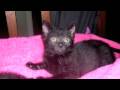 Foster Kittehs