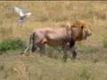 King lion jeopardises hunt in the wild - BBC wildlife