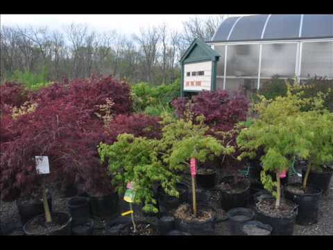 how to transplant a japanese red maple tree
