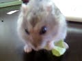 Click here to watch this video キャベツ食べた