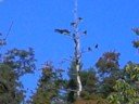 Turkey Buzzard
