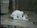 animales locos xd