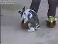 Animales locos xD