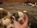 Antiguo Bulldog Inglés video
