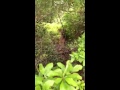 Click here to watch this video Deer in Island Beach State Park