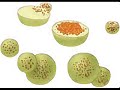 Lysosome