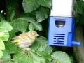 Young greenfinch feeding on nyjer seeds close-up
