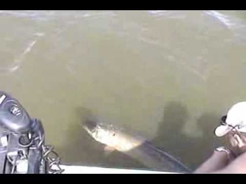 51" muskie release from Lake of the ...