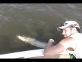 51\" muskie release from Lake of the Woods, ONT, Canada 51\" muskie release from Lake of the Woods, ONT, Canada