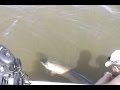51 muskie release from Lake of the Woods, ONT, Canada