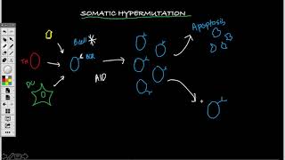 Somatic Hypermutation & Class Switching