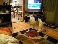 DSCF0377