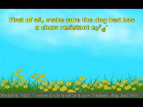 how to decide to keep a dog