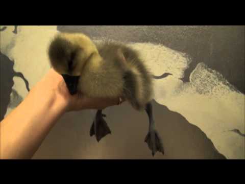 Sleepy Gosling - The Translation