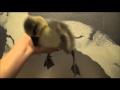 Sleepy Gosling - The Translation