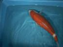 Tategoi-koi koi stock 200062 Tategoi-koi koi stock 200062