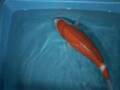 Tategoi-koi koi stock 200062