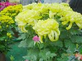 cameron-highlands-music-minuet-by-boccherini.html