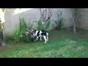 Rugby the super sniffer Beagle! Rugby the super sniffer Beagle!