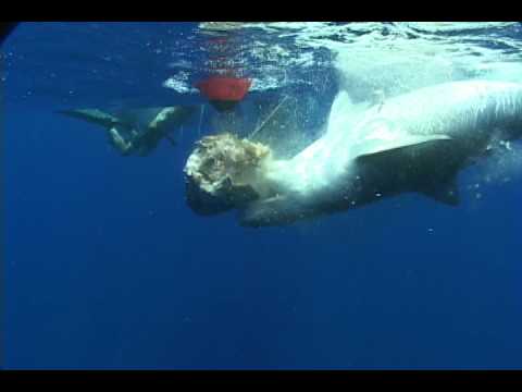 Bermuda Shark Project Tiger - YouTube