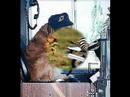 Witzige Tierbilder Witzige Tierbilder