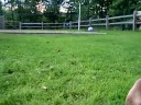 Our Chickens With Jon part 2