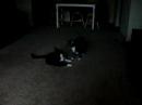 Snicker & Slash fighting.