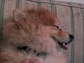 犬のうっとり顔